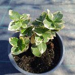 Bršlen Fortuneov (Euonymus fortunei) ´SILVER QUEEN´ - výška 10-15 cm, kont. C2L